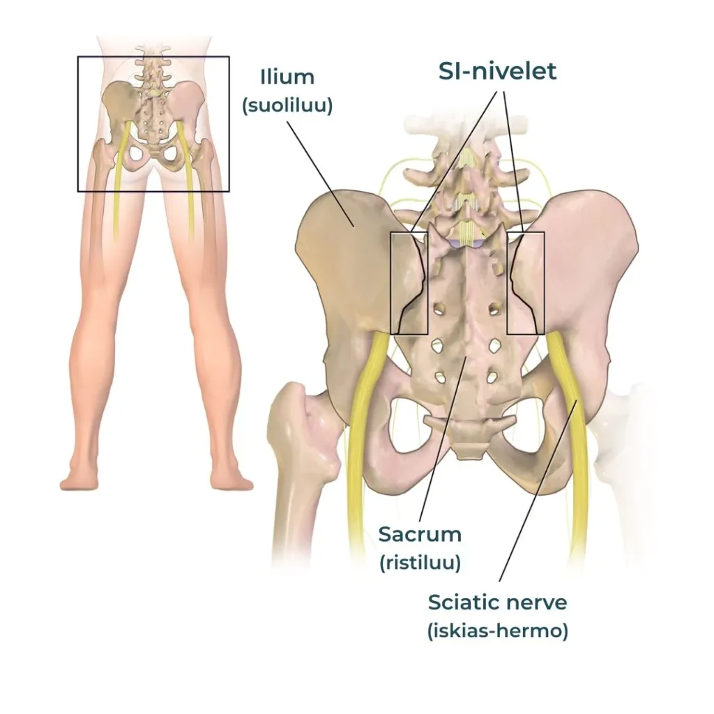 SI-nivelen anatomia lantiossa